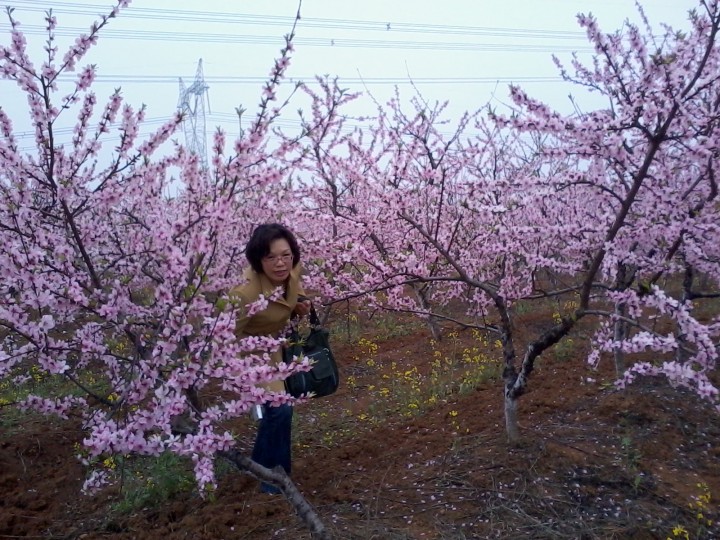 屈家岭桃花节