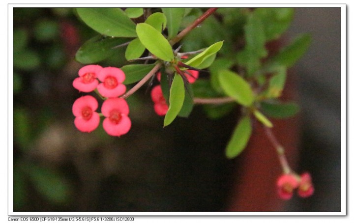 麒麟花(虎刺梅)